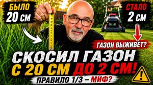 Скосил газон с 20 см до 2 см! Газон выживет?