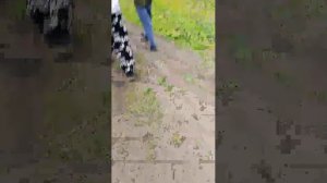 поля