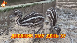 Дневник страусят Эму день 37