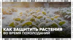 Жительница Ногинска рассказала о защите растений на период похолодания - Москва 24