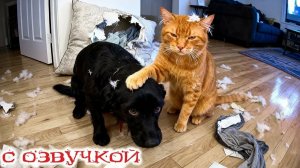 10 МИНУТ СМЕХА | ЛУЧШИЕ ПРИКОЛЫ С ЖИВОТНЫМИ | ПРО ЖИВОТНЫХ | СМЕШНЫЕ ЖИВОТНЫЕ | КОТИКИ | СОБАЧКИ