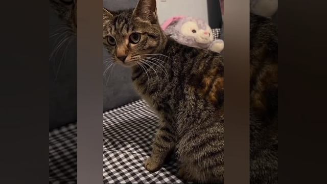 сборник фэйлов юмор мемы приколы