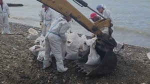 В Туапсе продолжают убирать пляжи, собрано более 30 тысяч кубометров загрязненного песка и воды