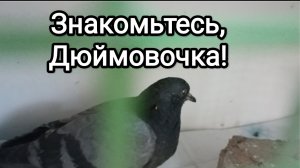 29-05-2026. Знакомьтесь, Дюймовочка!