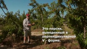 V-образная формировка косточковых на примере персика