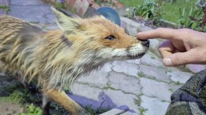 (1286) Лиса приходит в гости. Май 2026