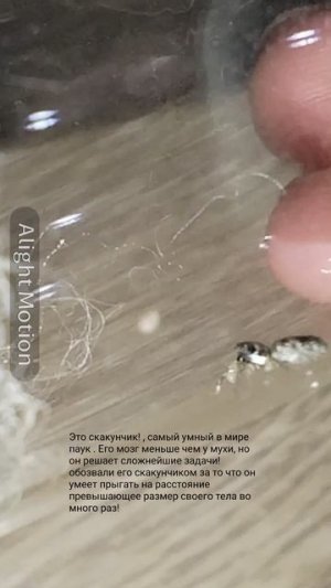 Как выглядит самый милый паук?