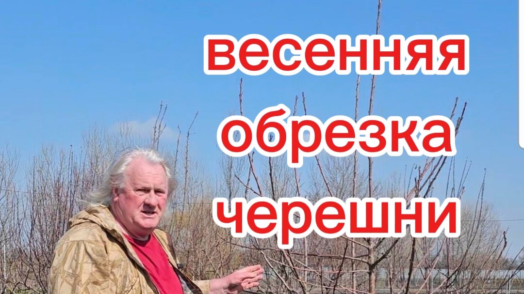 Обрезка черешни весна. Сделайте обрезку.