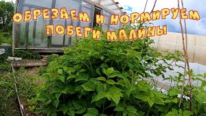 ОБРЕЗАЕМ И НОРМИРУЕМ ПОБЕГИ МАЛИНЫ