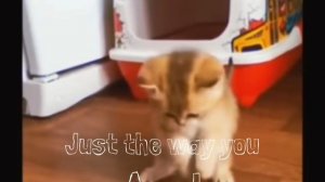 cats...