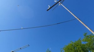 29.05.26 г. Андижанская порода голубей (1)