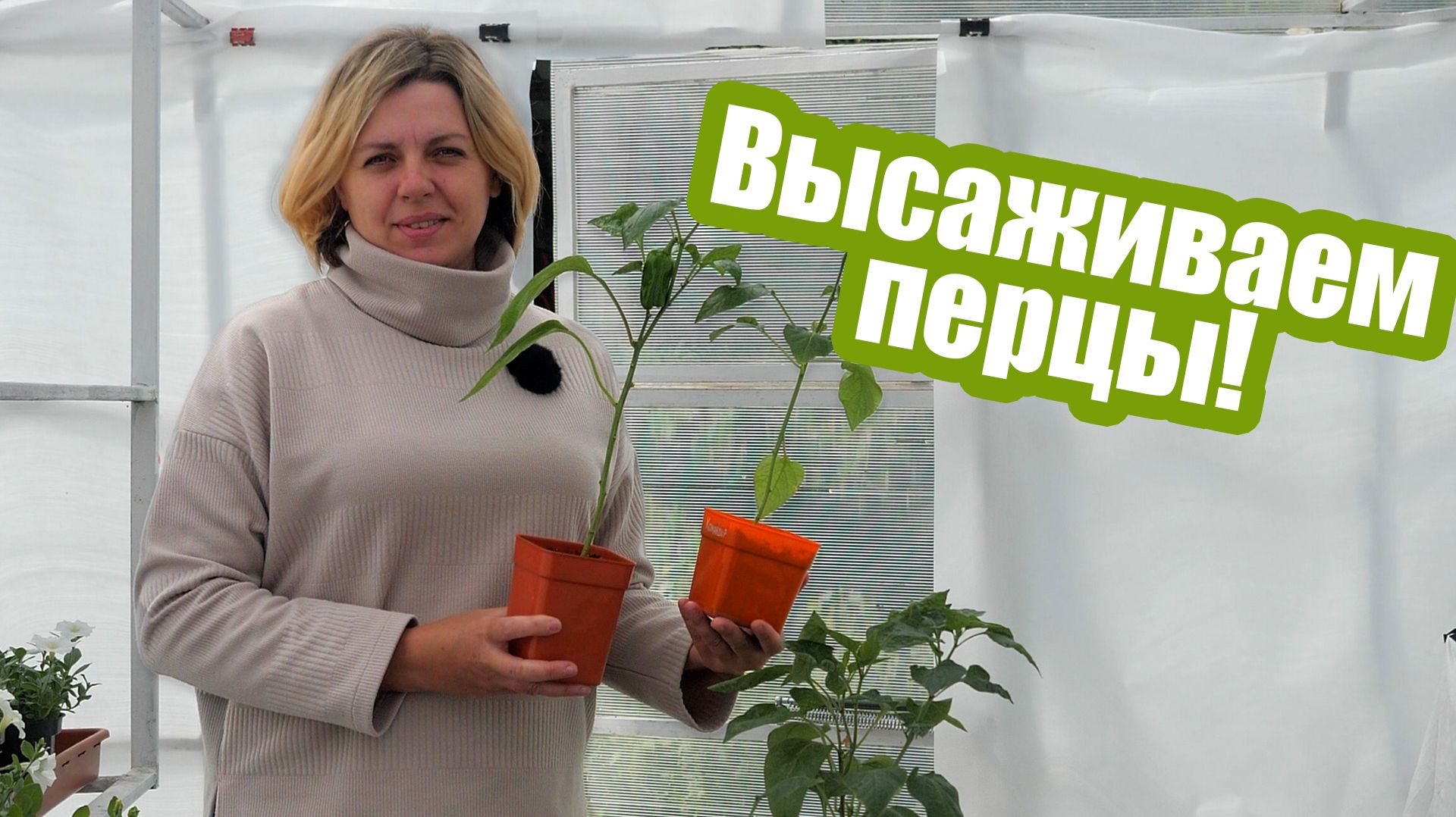 Посадка перцев в теплицу: что внести в почву под рассаду смотреть онлайн