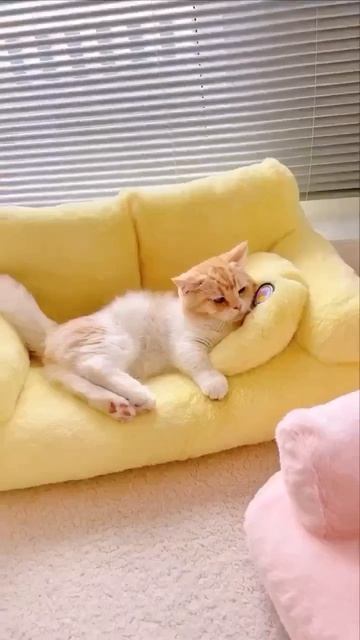 Хозяева жизни 😺