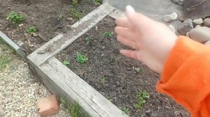 Сею газон ,навожу порядок на участке .