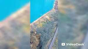 Якутск. Дачные дела. Подкормка рассад и кустов. Пока мало посадил.