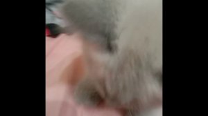 как я провожу время с кошкой