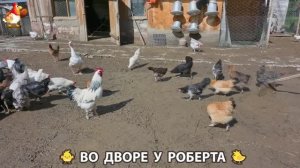 Содержание кур в домашних условиях и других птиц во дворе у Роберта 🐣🐤🦆🐔🪿🦃 (509)