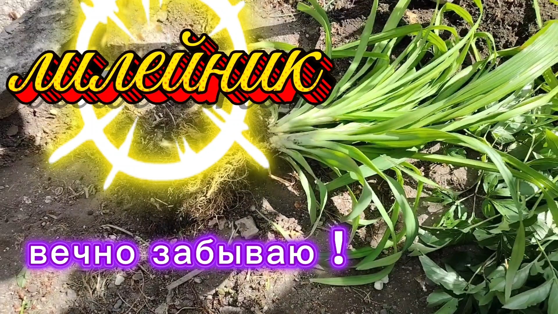 Ейск ! Преображение нашего двора, земля оказалась отличной, рассаживаю, подсаживаю и всё остальное.