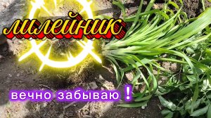 Ейск ! Преображение нашего двора, земля оказалась отличной, рассаживаю, подсаживаю и всё остальное.