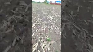 поляй