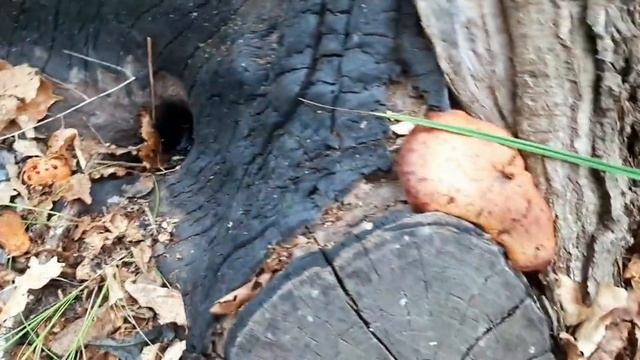 Урааа грибной сезон открыт