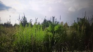 Рыма чек - обалденный  рассказ о жизни