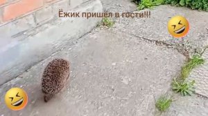 Смешной ёжик