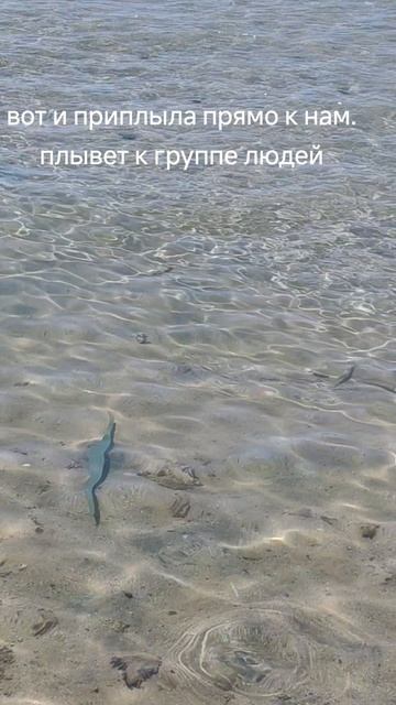 рыба в Хургаде