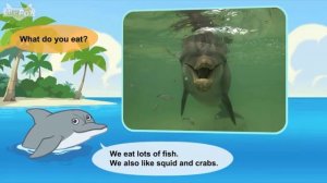 L2 048 Meet the Animals 48 Bottlenose Dolphin