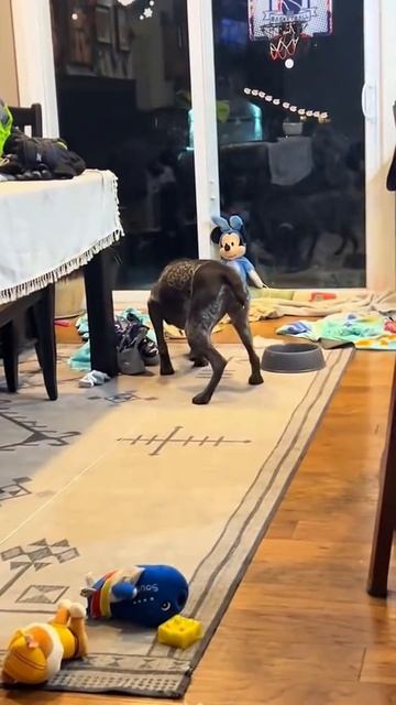 Пугливые собачки🥶