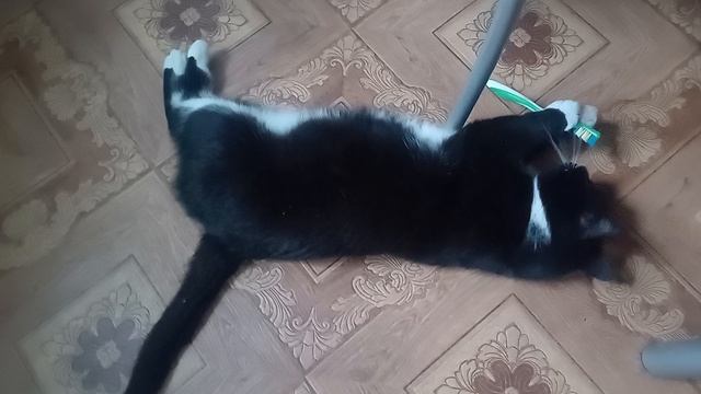 По кличке Лис)) смотреть онлайн