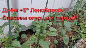 В Ленобласти холод!🥶🥶🥶Укрываем,укутываем!!!Сохраняем перцы,огурцы!!!