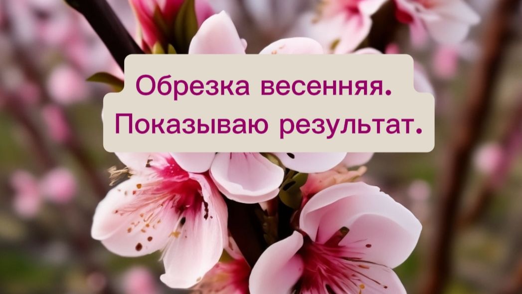 Весна обрезка. На примере персика и абрикоса. Результат обрезки.