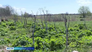 События Череповца: каникулы у автобусов, борьба с борщевиком, семейный пикник, ездовой спорт