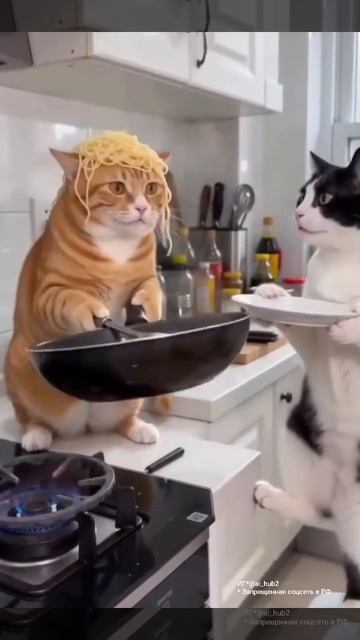 Коты варят спагетти