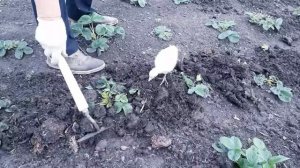 _ САД И ОГОРОД _  Подкормка клубники