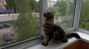Окна и дети: как избежать трагедии