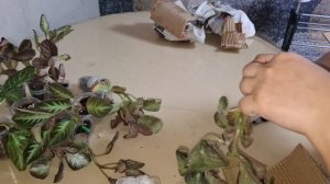 Распаковочки, новиночки цветочной красоты 🪷🪷🪷