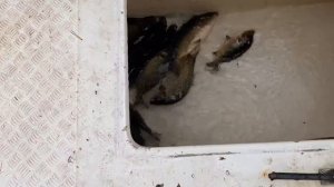 привоз карпа 700 кг на большой водоём