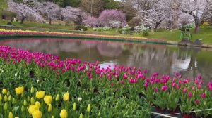 САДЫ ЯПОНИИ. ФЕСТИВАЛЬ ЦВЕТОВ  В ПАРКЕ НА ОЗЕРЕ ХАМАНА Lake Hamana Flower Festival 2025
