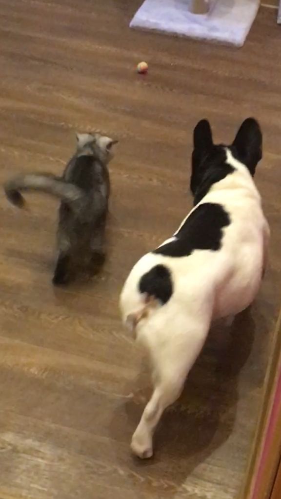 Мир, дружба, жвачка🐈🐕