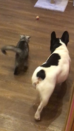 Мир, дружба, жвачка🐈🐕