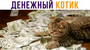 Вам повезло! Вы встретили денежного котика! Приколы
