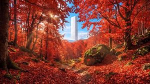 Crimson Forest - Tranquil Ambience