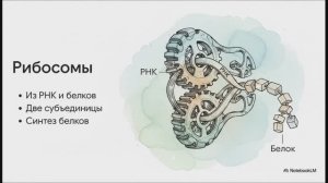 Биология 10 класс § 17 Рибосомы Ядро Эндоплазматическая сеть