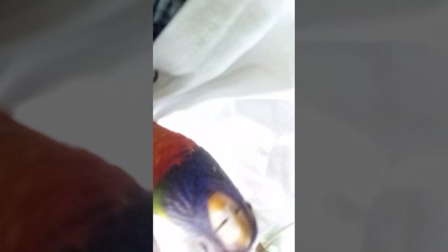 мой Кент в попугайне смотреть онлайн