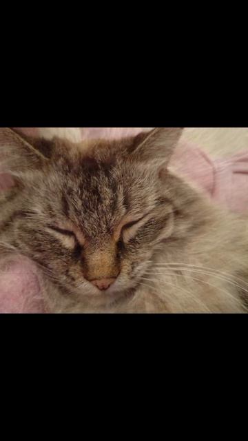 Эдит с моим котом (до конца) смотреть онлайн