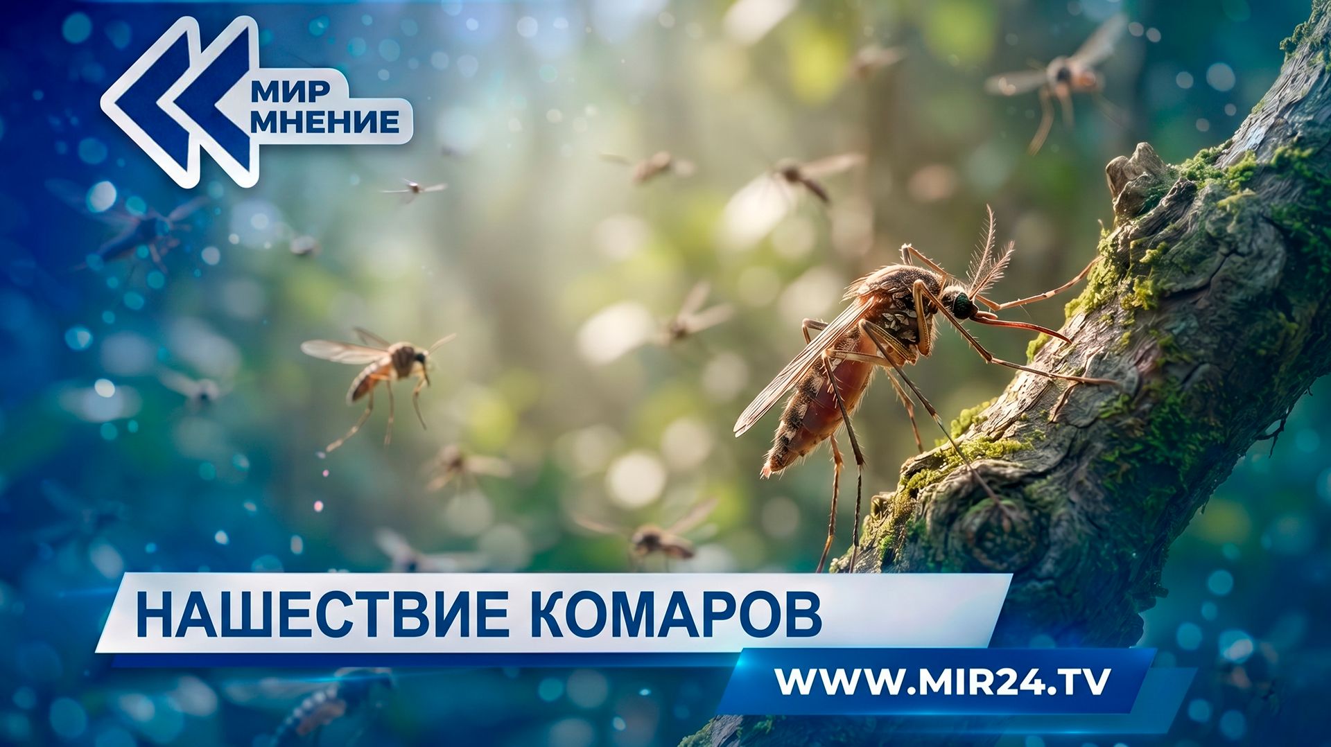 Нашествие комаров в России: почему их стало так много и чем они опасны?