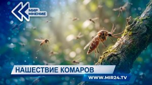 Нашествие комаров в России: почему их стало так много и чем они опасны?