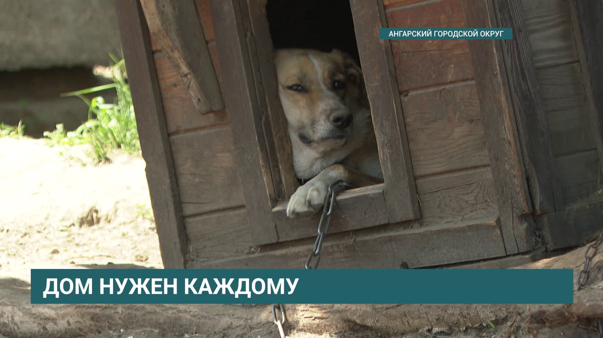 Ангарскому приюту для животных "Помоги выжить" нужна помощь! смотреть онлайн
